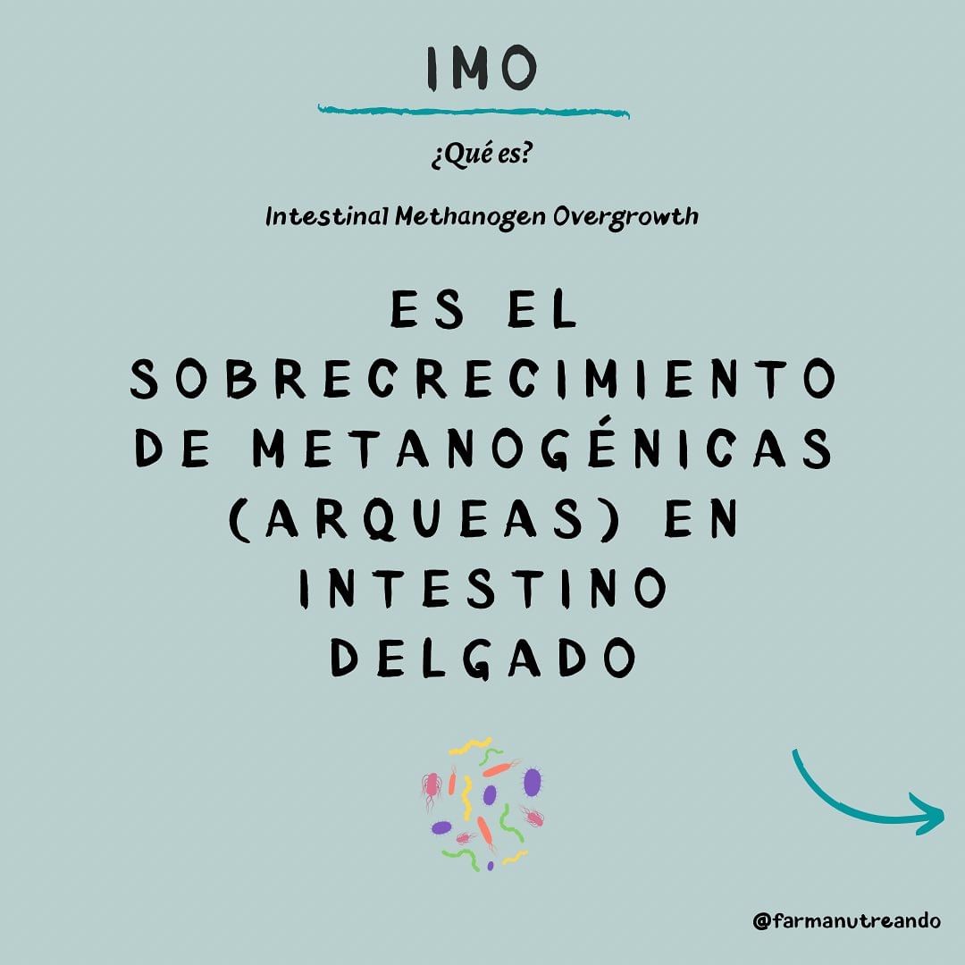 ¿Qué es el IMO? 🙋🏽♀️
